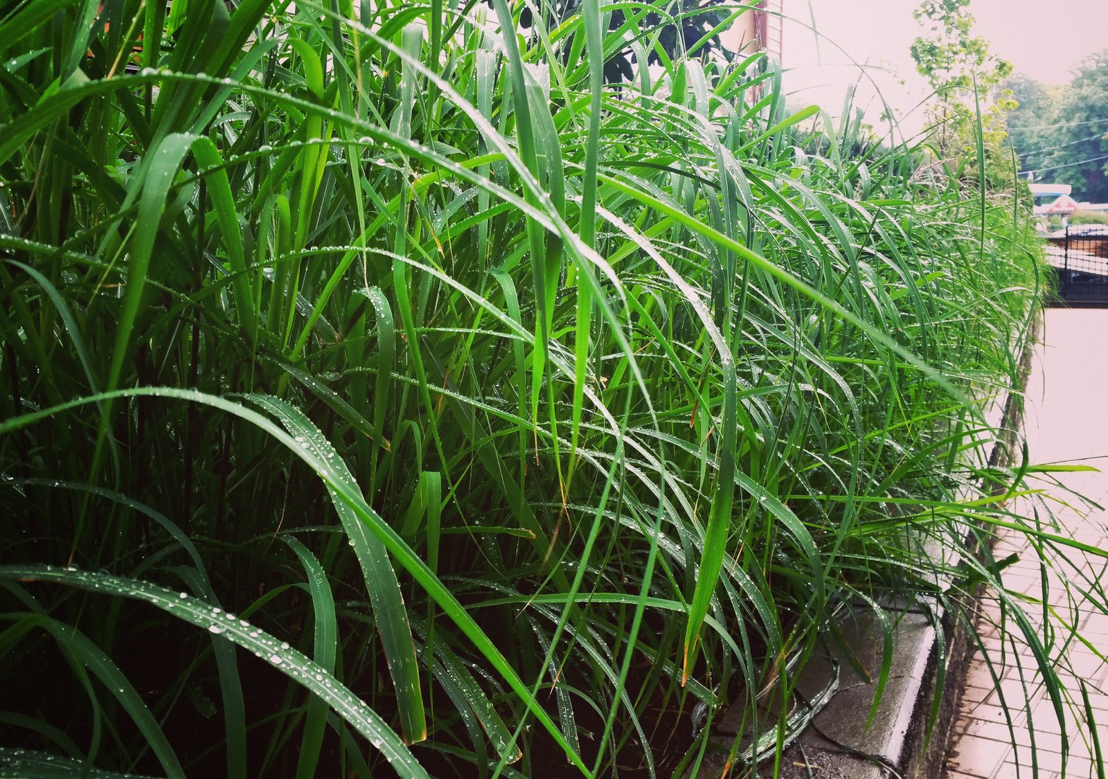 Sylvia Lorianne Leong GRASSES