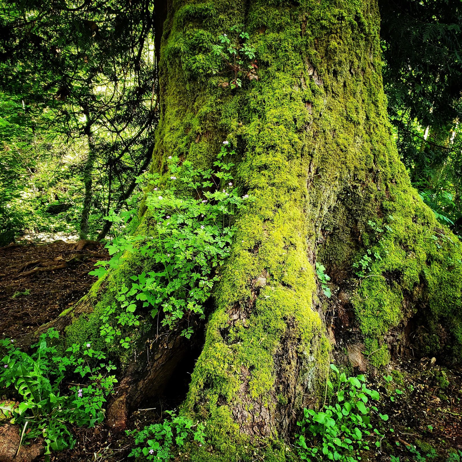 Sylvia Lorianne Leong SEARCHING