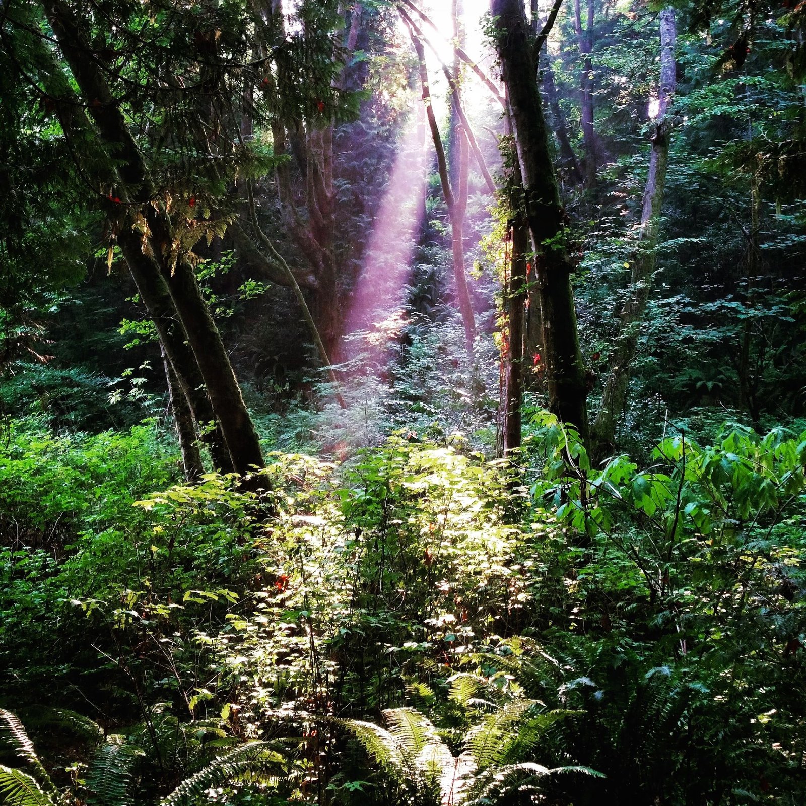 Sylvia Lorianne Leong SUNSHINE