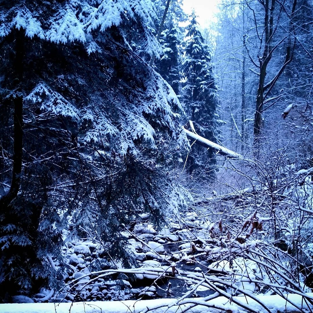 Sylvia Lorianne Leong WINTER