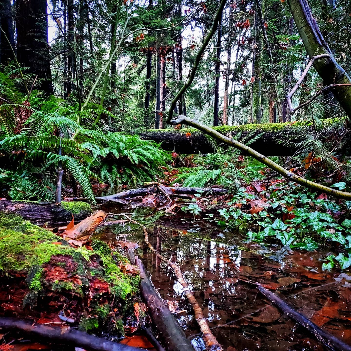 Cottage in the Sky: A Small Home is Environmental