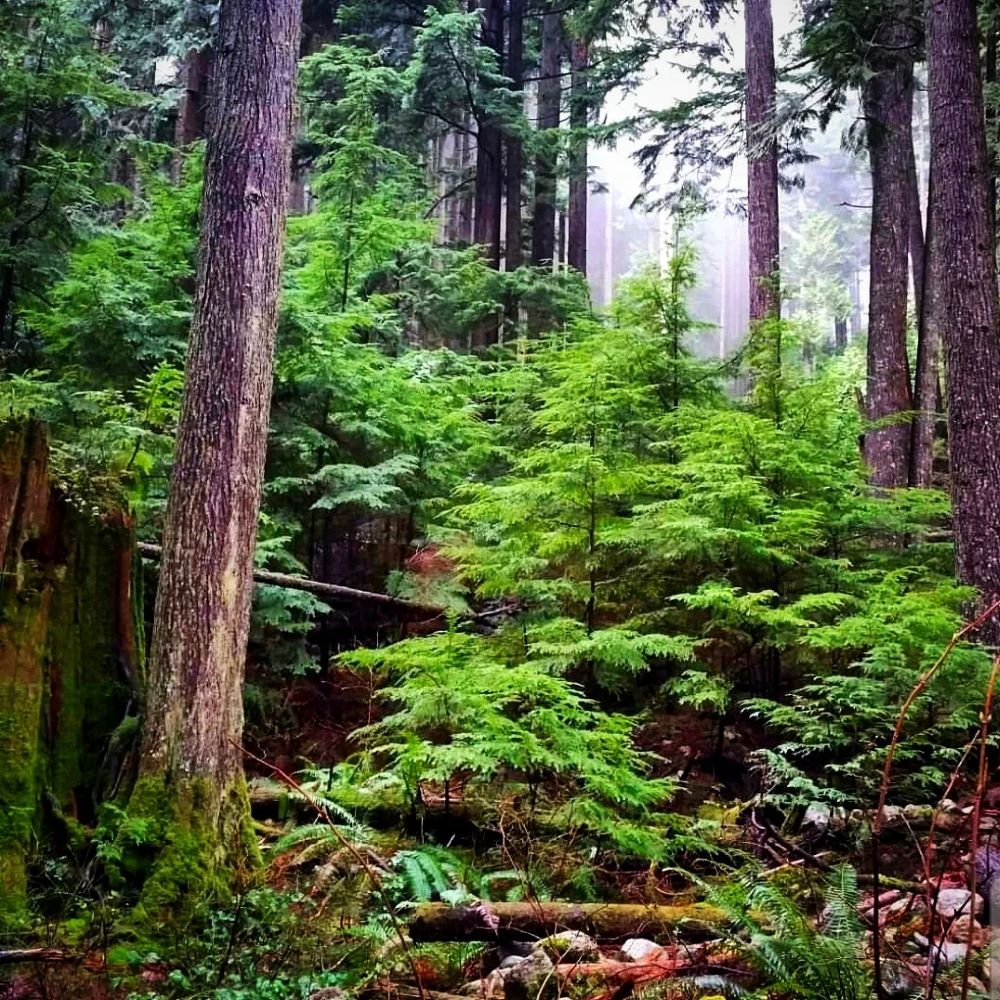 northern rainforest scene